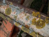 Lichens Lullier-1.jpg